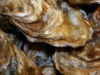 oesters-3